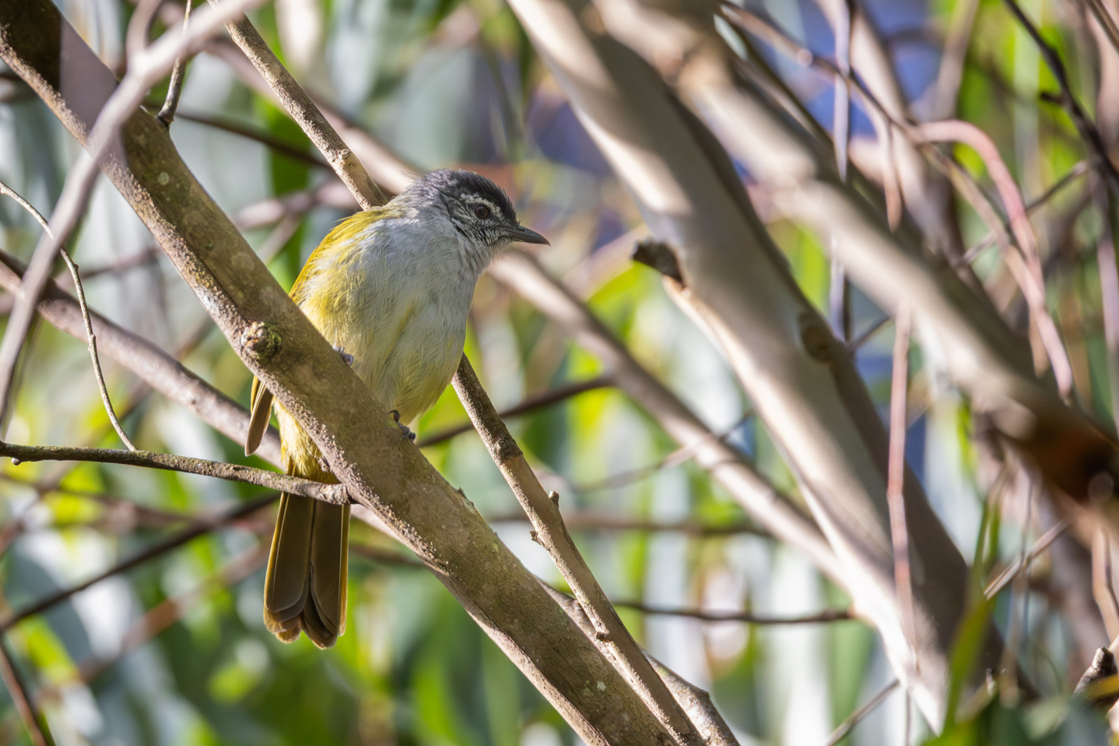 image Black-headed Mountain Greenbul